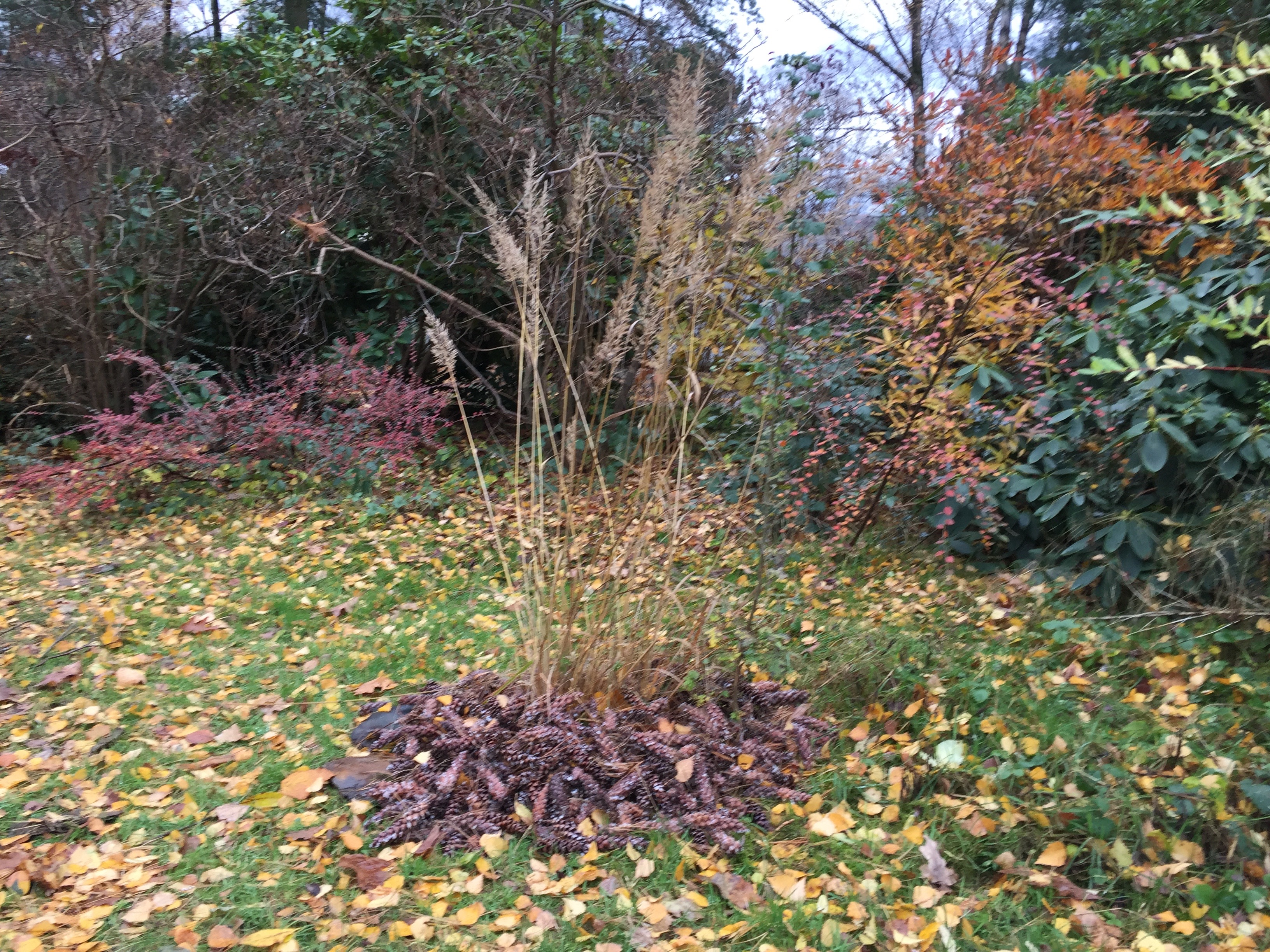 Calamagrostis brachytricha à l'automne