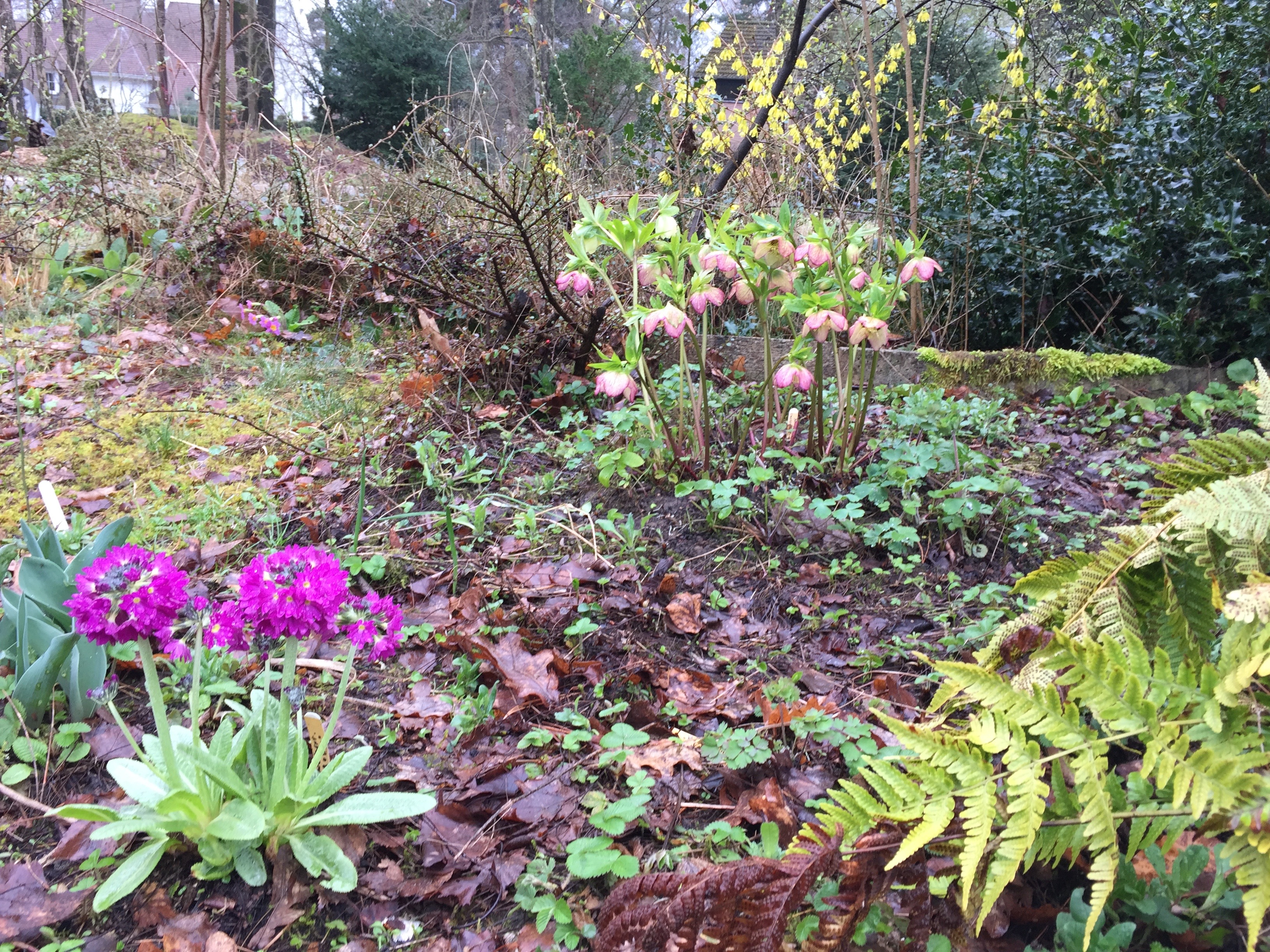 Helleborus orientalis jaune picotee