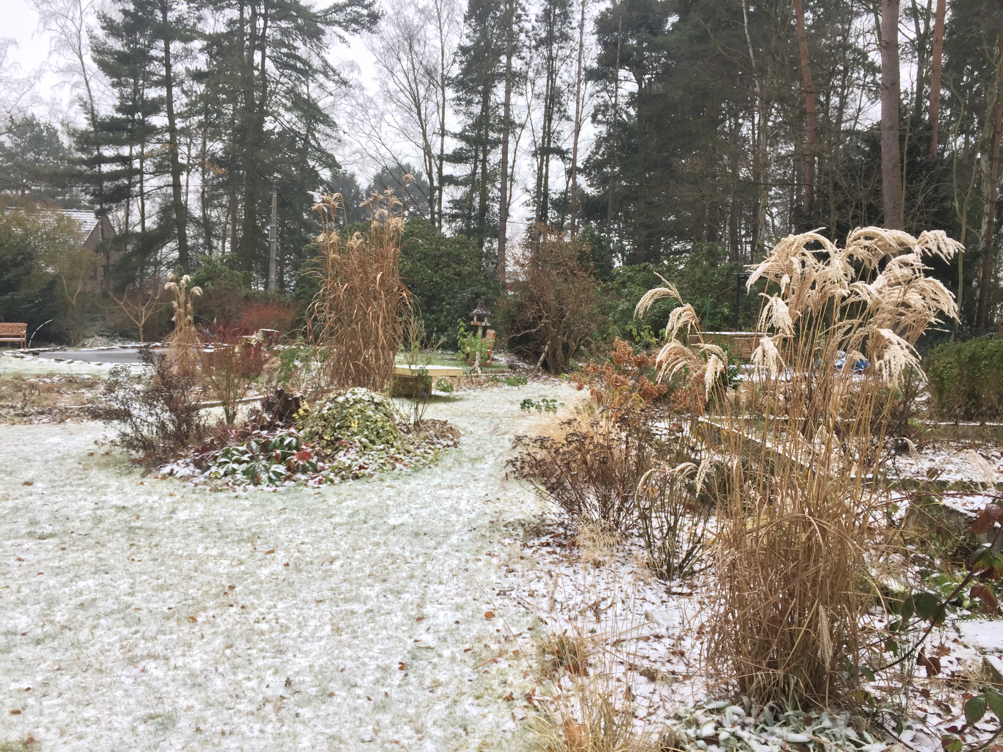 Miscanthus en hiver