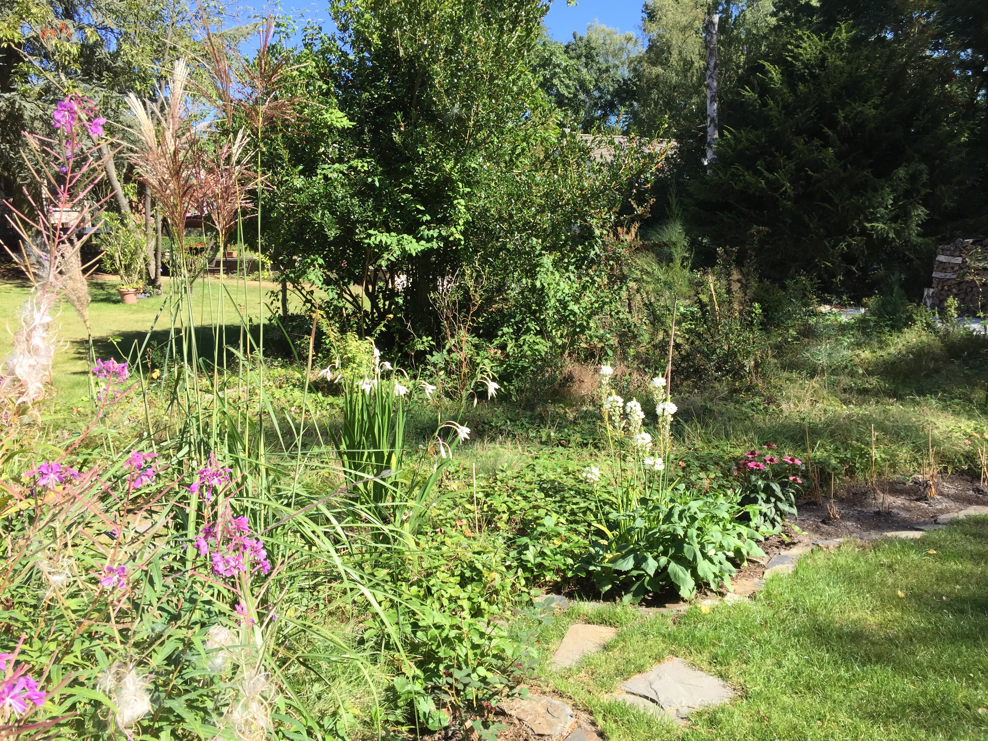 Micanthus sinensis 'China' en été