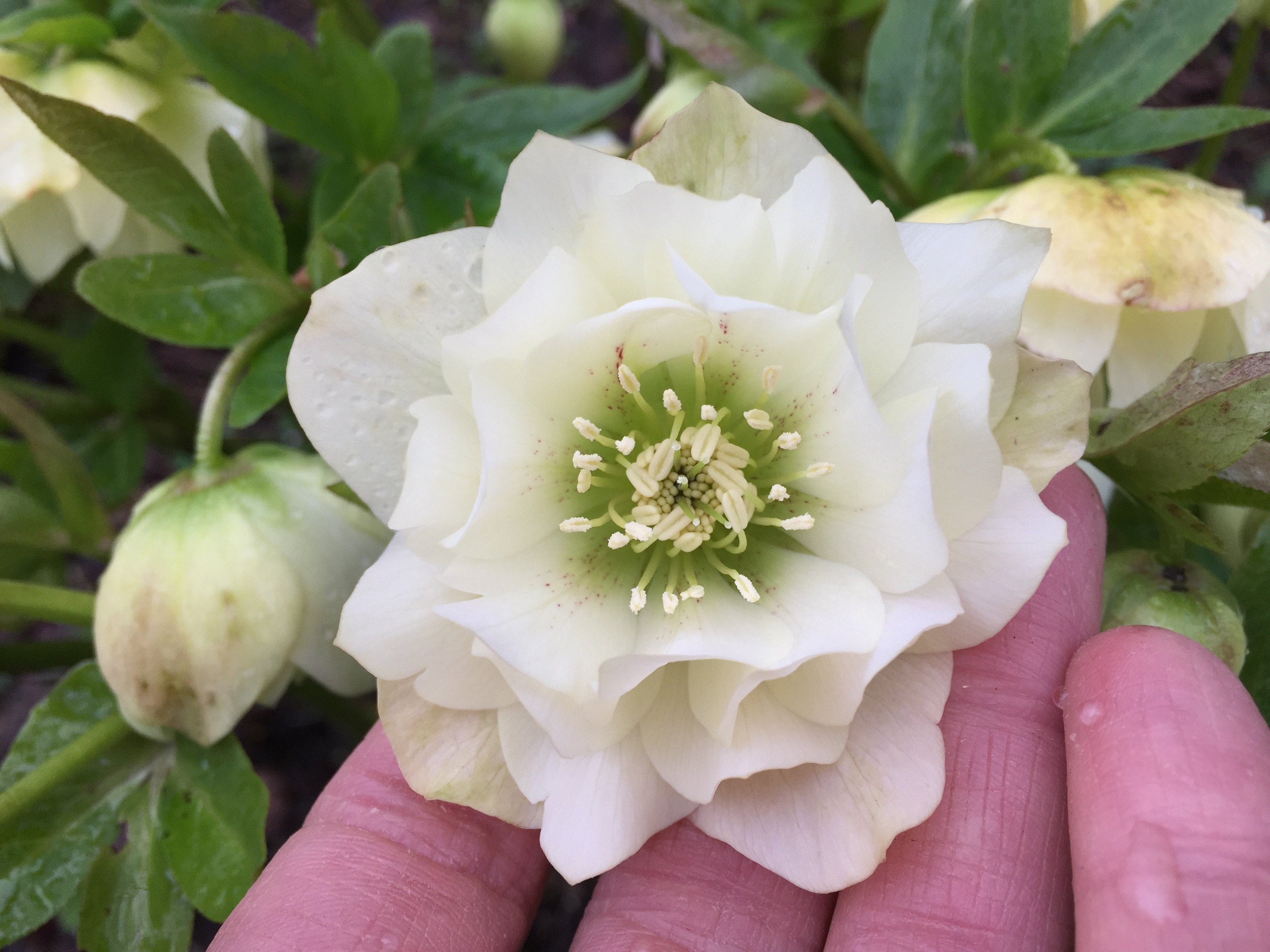 Helleborus orientalis double jaune