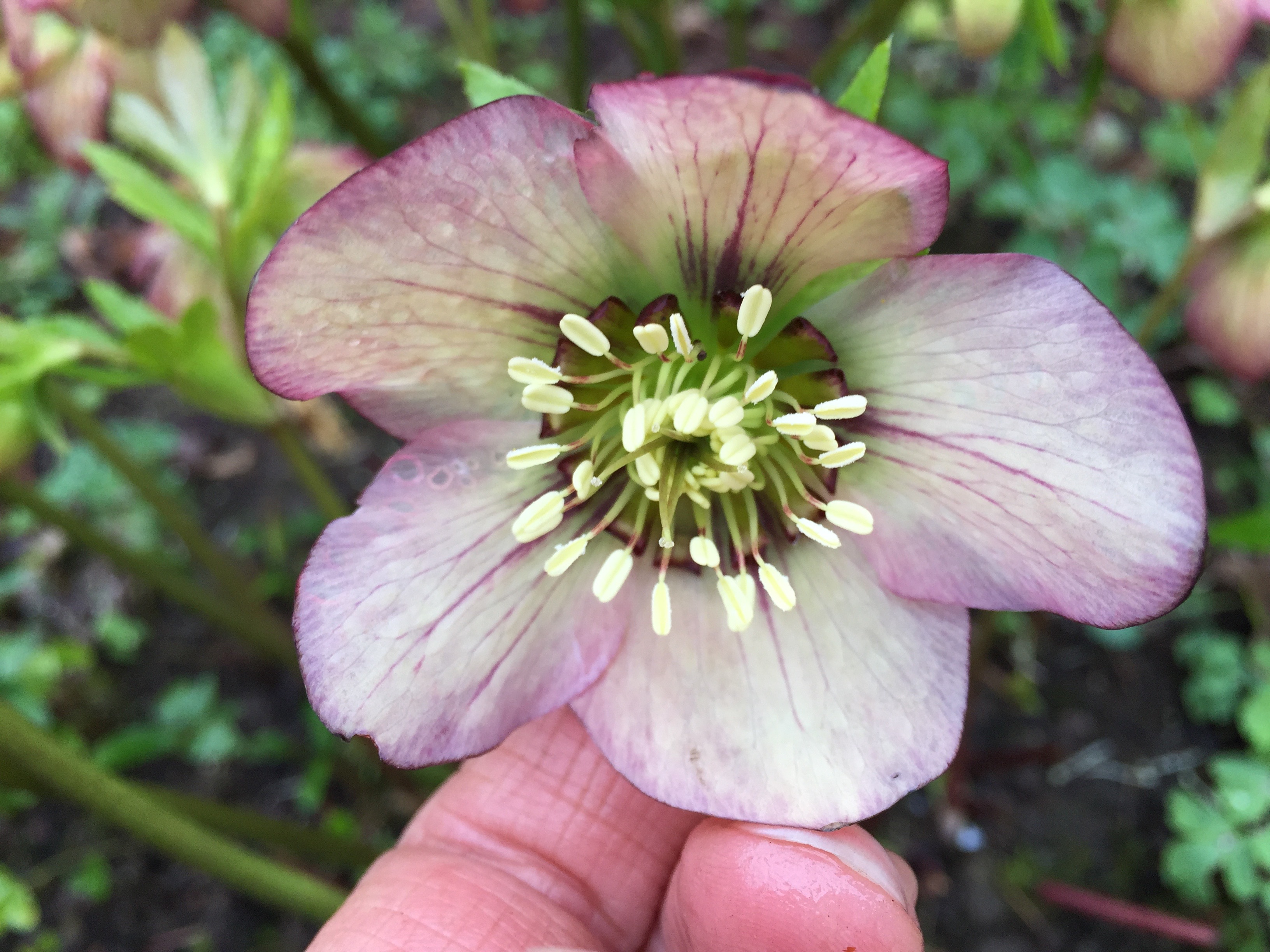 Helleborus orientalis jaune picotee