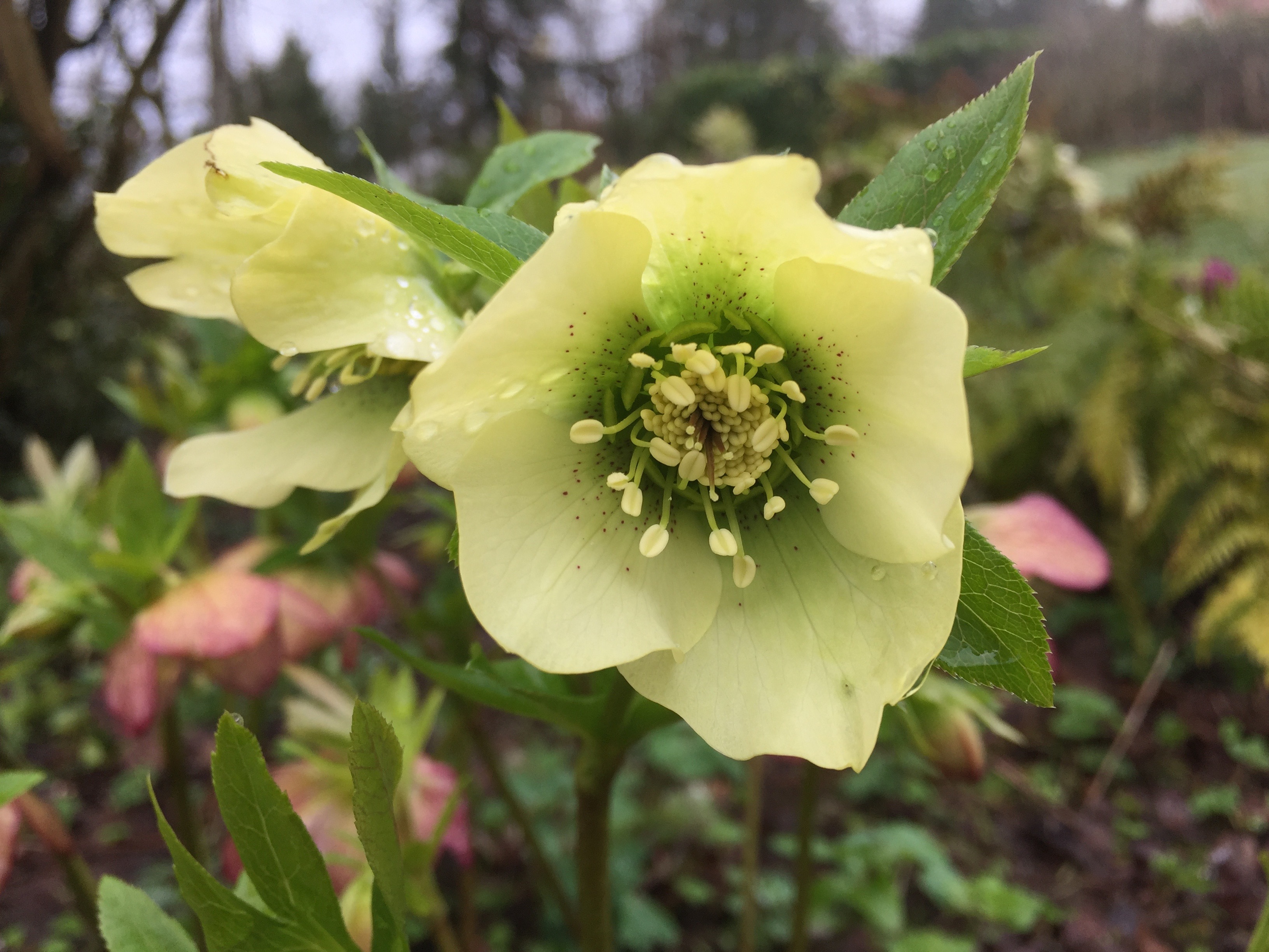 Helleborus orientalis jaune