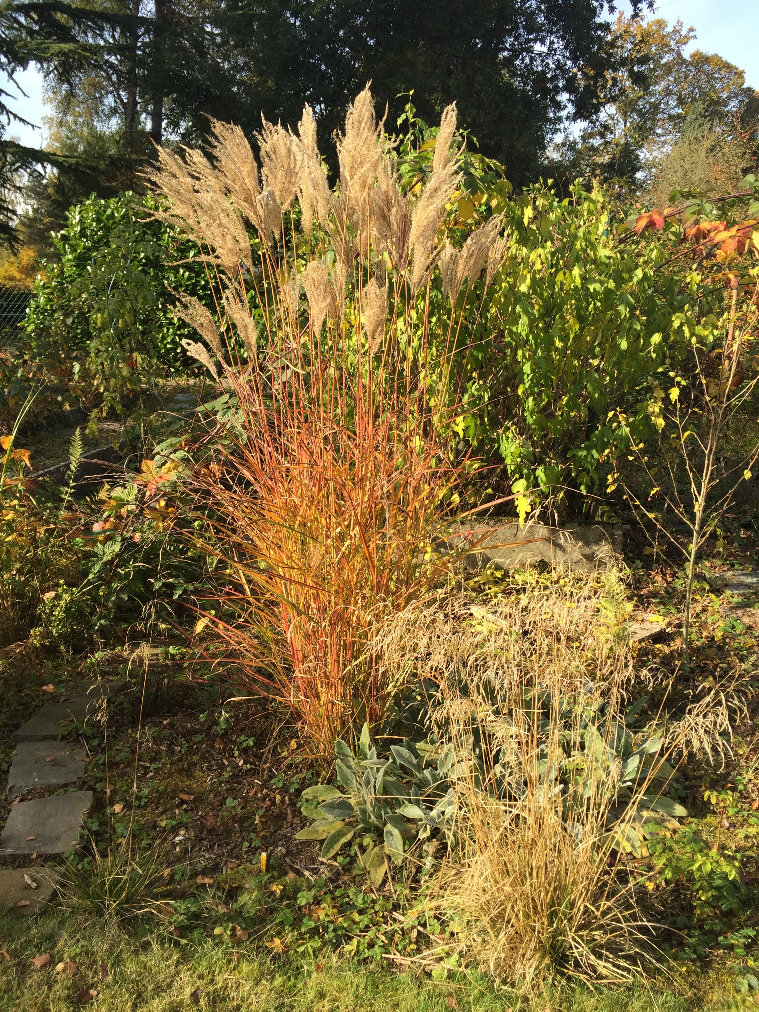 Miscanthus sinensis 'Ferner Osten' à l'automne