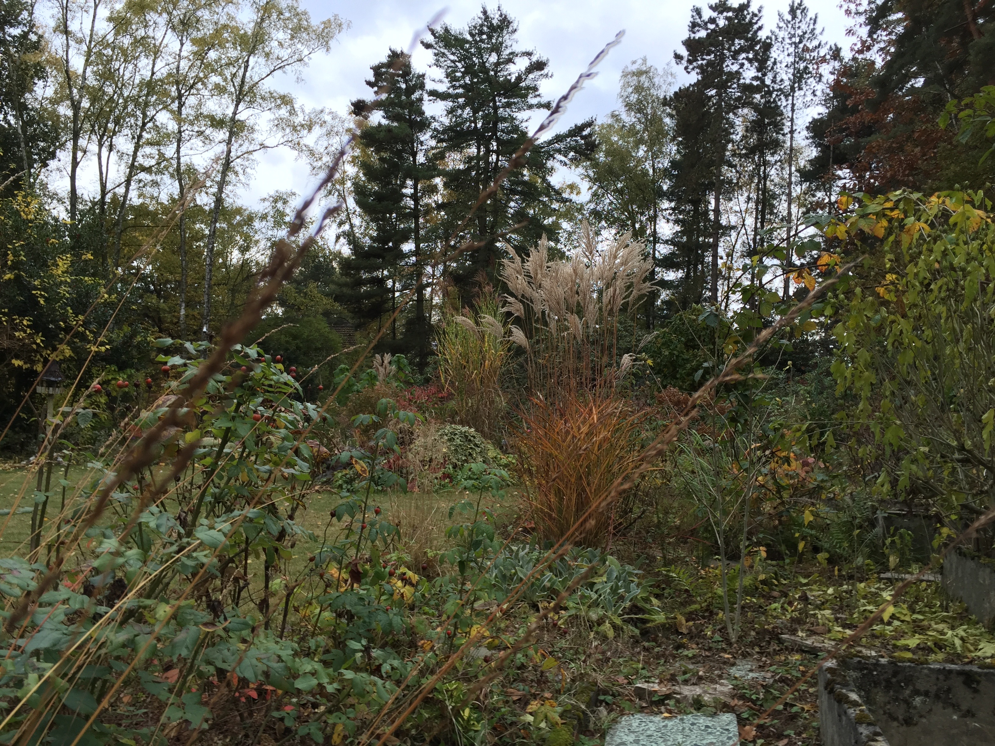 Miscanthus sinensis 'Ferner Osten' au cœur de l'automne