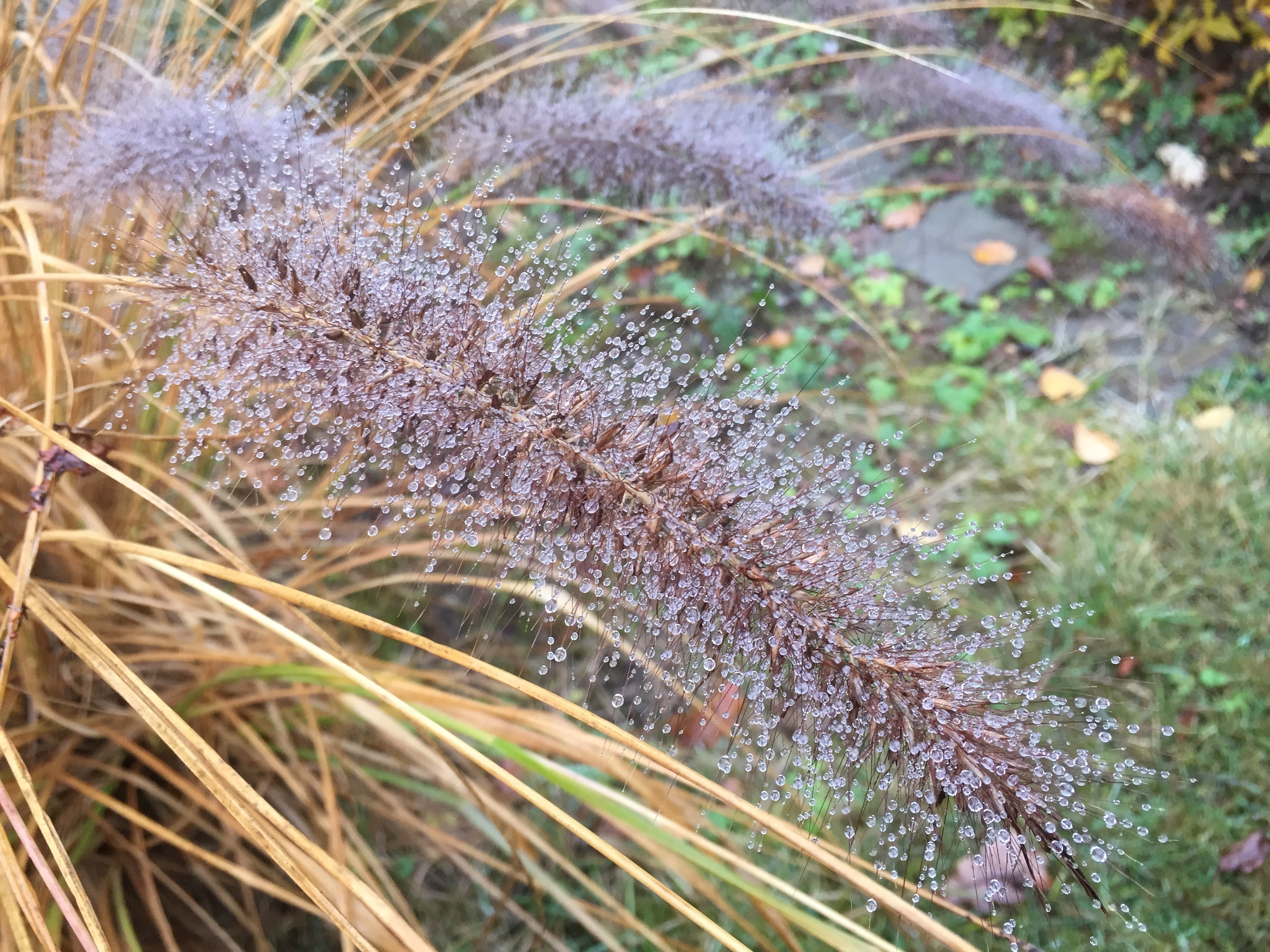 Pennisetum alopecuroides 'Viridescens', détail des épis